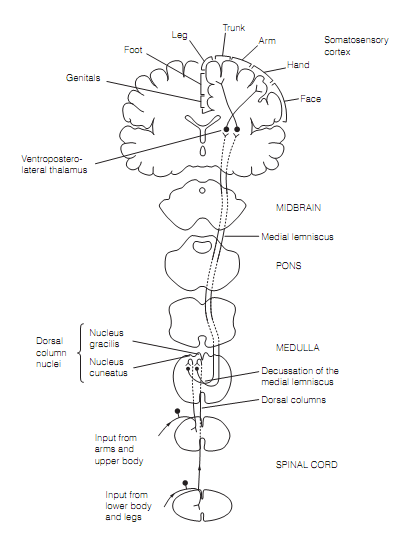 513_Dorsal column–medial lemniscal (DcmL) pathway  1.png